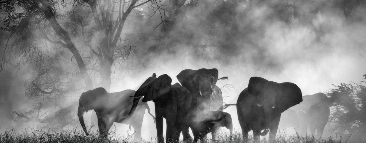 photo du film Ghost elephants